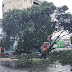 Árvore tomba durante temporal e causa transtornos no trânsito em Manaus