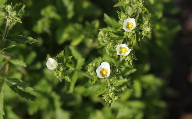 Potentilla Rupestris