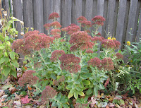 Autumn Fire Sedum4