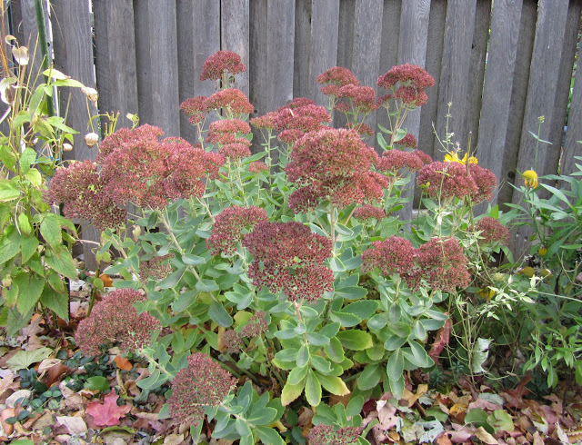 Autumn Fire Sedum4