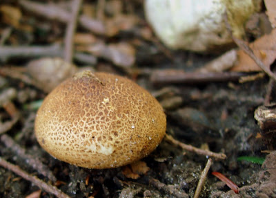 Mungo Says Bah! Bushcraft, camping, hiking, nature, photography, mushrooms, flint and steel, fungus, flora, flowers, edible