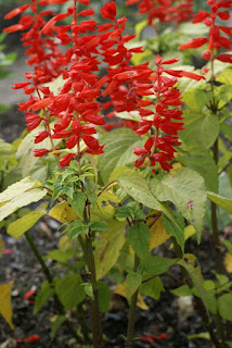 Salvia splendens 'Lighthouse Red'