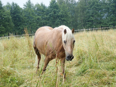 konie na pastwiskach, grzyby 2019, grzyby w sierpniu, grzyby w okolicach Krakowa