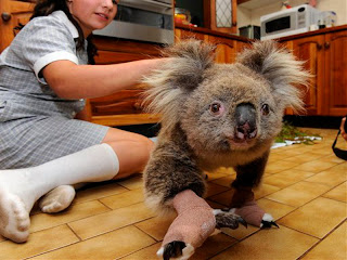 koala australia animal pets wallpaper
