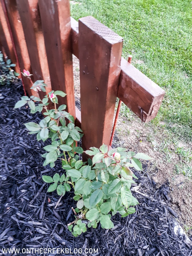 DIY Rustic fence with climbing roses | On The Creek Blog