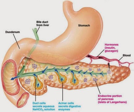 Apa Itu Hormon Insulin? Kiprah Dan Kiprah Hormon Insulin Dalam Tubuh