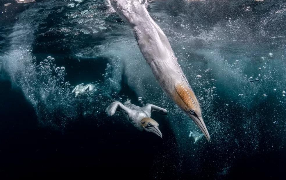 Prêmio de fotografia retrata o dano causado pelo lixo na vida marinha