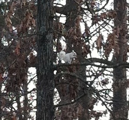 squirrel