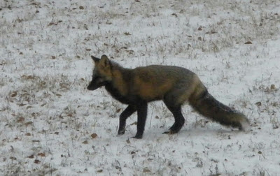 cross fox