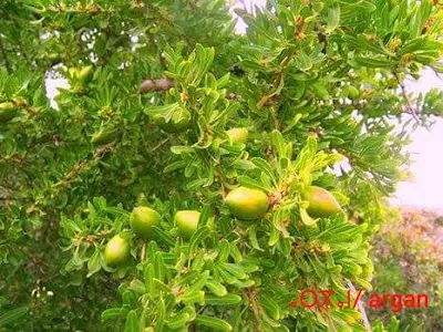 Argania spinosa L. / ⴰⵔⴳⴰⵏ /  argan / Arganier /  لَوْزُ، البَرْبَرِ، شَجَرَة ألأركانة / Sapotacées (Sapotaceae)