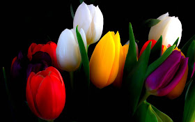 colourfull-roses-flowers-for-gift-pics