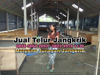 Harga Jual Telur Jangkrik Super Tujuan Sumenep Jawa Timur 085656642692