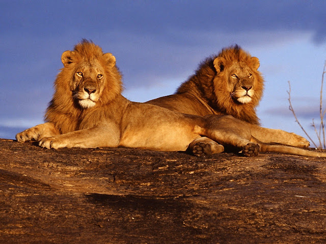 Tsavo Maneaters - Tamil Blog