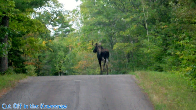 Brockway moose