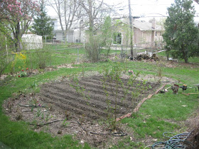 backyard garden rows, hoe, till, rototiller, dirt, soil