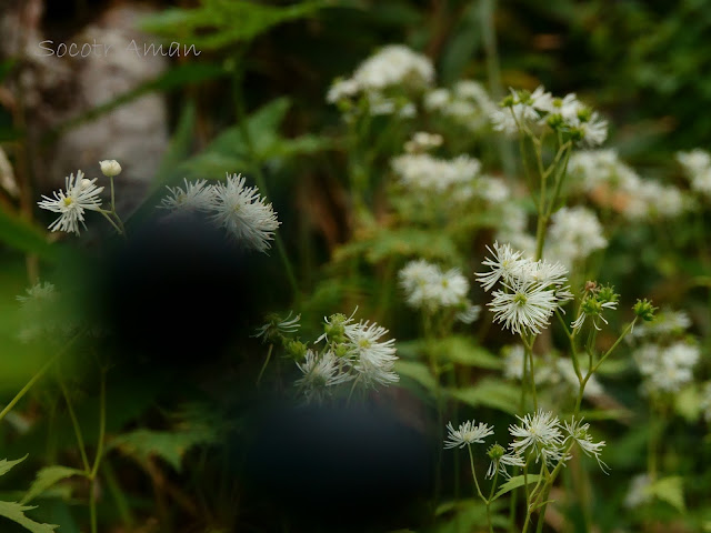 Thalictrum aquilegiifolium