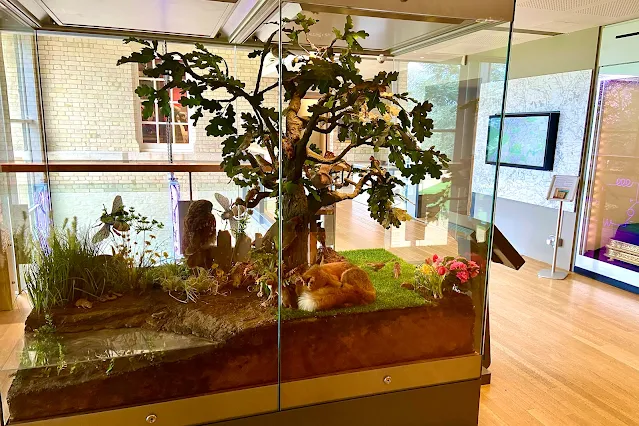 A glass display cabinet with animals in at Chelmsford Museum