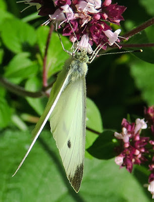 Piéride rave (Pieris rapae)