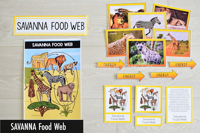 Savanna Food Web and Food Chains Learning Resources