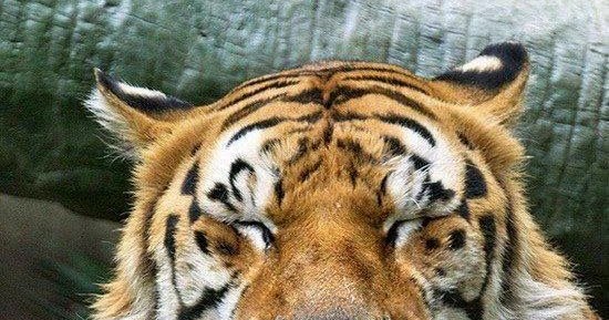 25 Gambar Harimau Yang Lucu Ayeey com