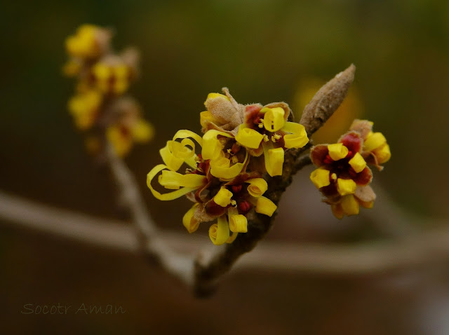 Hamamelis japonica