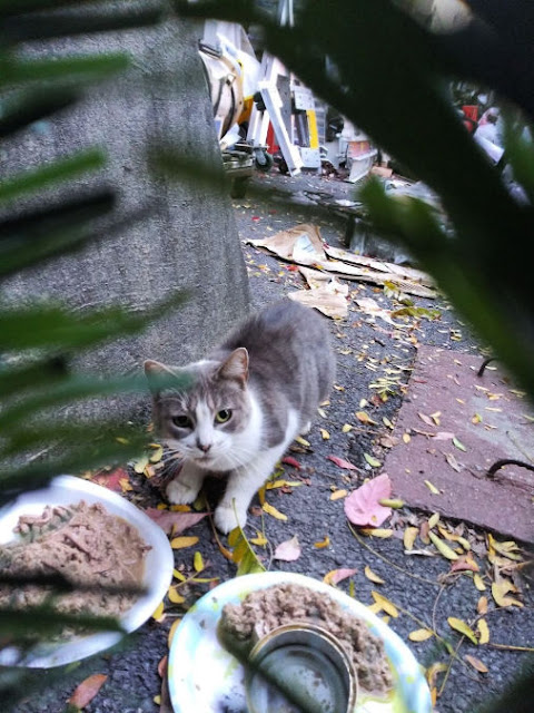 east harlem cats|rescue stories