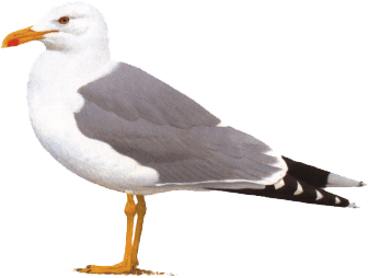 Gaviota