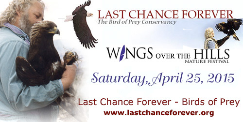 John Karger, Master Falconer, puts raptors from Last Chance Forever,  through their paces at the Wings Over the Hills Nature Festival in Fredericksburg, Tx.. 