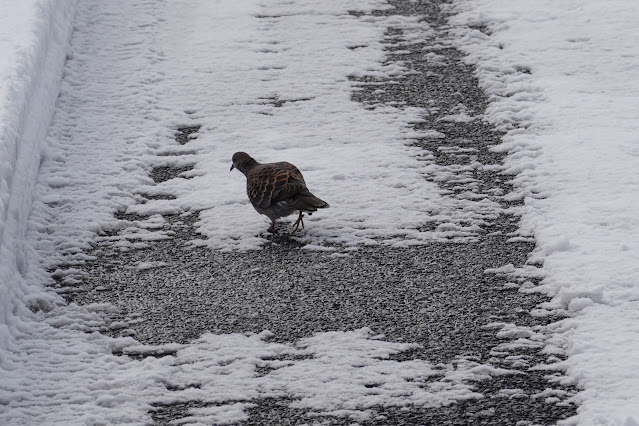 鳥取県米子市河岡 野本川 遊歩道