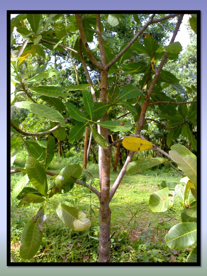 KLASIFIKASI TUMBUHAN BERBIJI Jambu mete Anacardium 