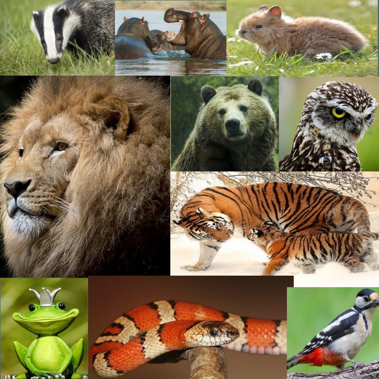 Wild Animals Name List Wild Animals