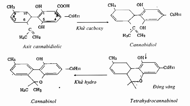 Thành phần hóa học Gai Dầu - Cannabis sativa - Nguyên liệu làm thuốc Có Chất Độc