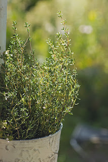 Thyme survive winter?