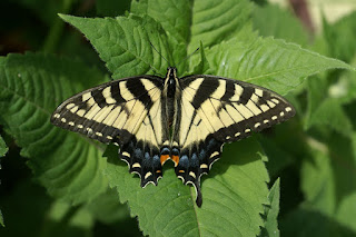 Papilio canadensis - Papillon tigré du Canada