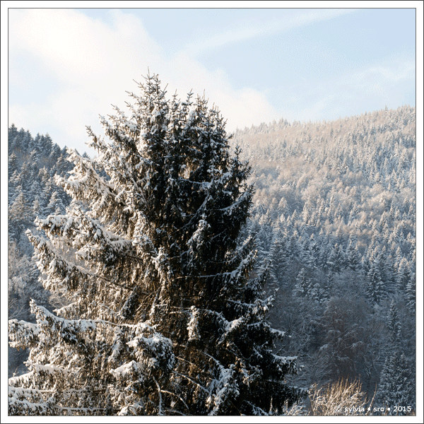 winterlandschaft © sylvia • sro