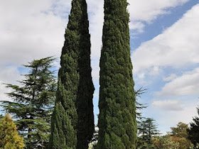 Cupressus sempervirens