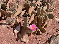 A prickly pear cactus with a pink flower.