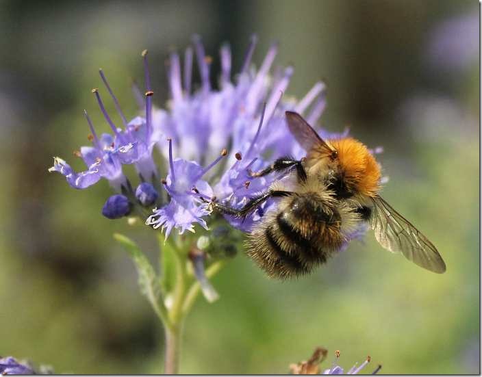 What is the islamic meaning of Bees in Islam?