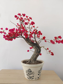 Bougainvillea flowers