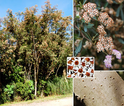 Aliso de río Tessaria integrifolia