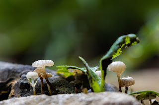 Pilze auf dem Hügelzug Blauen