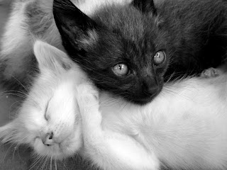 Resultado de imagem para gata branca com filhote preto