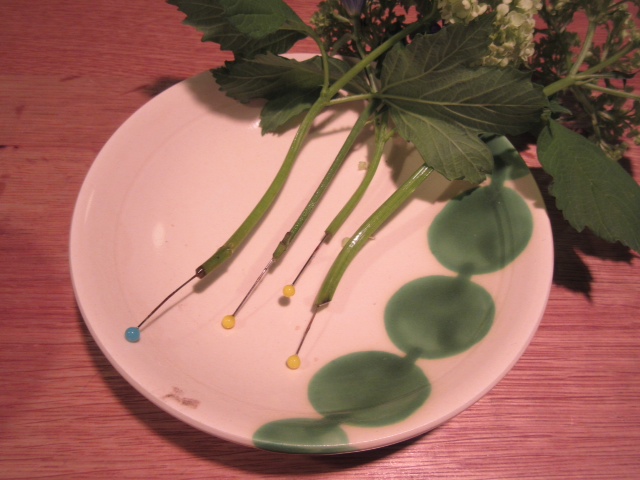 こまちのきぬずれ 花の水揚げ