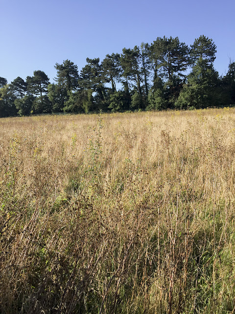 Walk round the Hawkwood Estate 04, 30 August 2016. 