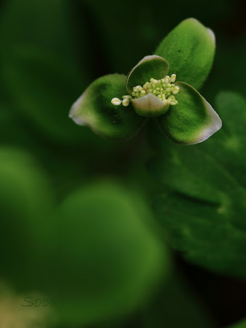 Anemone flaccida