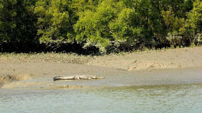 crocodile-liying-on-the-mud-at-river