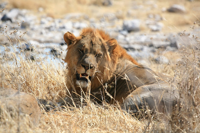 lowe-im-etosha-nationalpark-namibia