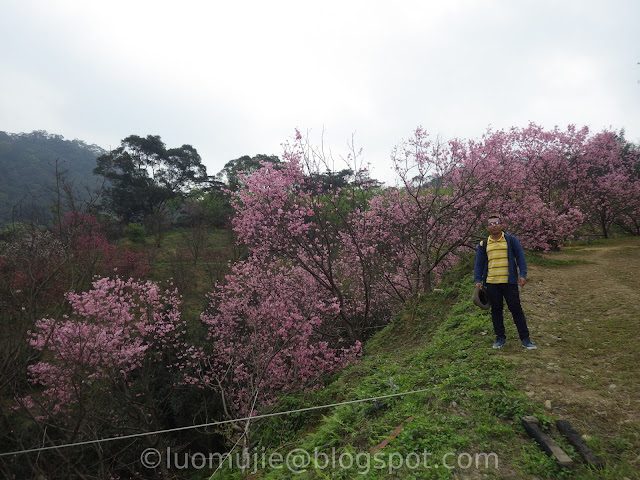 Royal Dragon Sakura Forest cherry blossoms