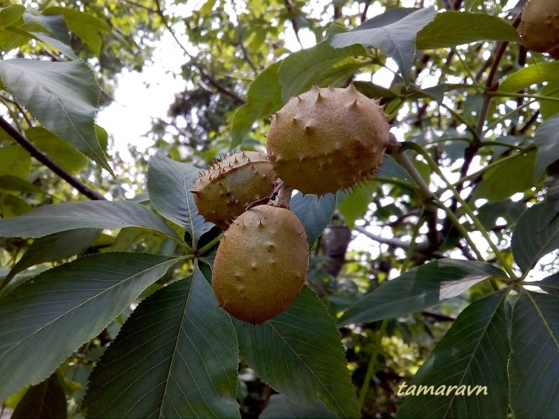 Конский каштан голый / Конский каштан гладкий (Aesculus glabra)