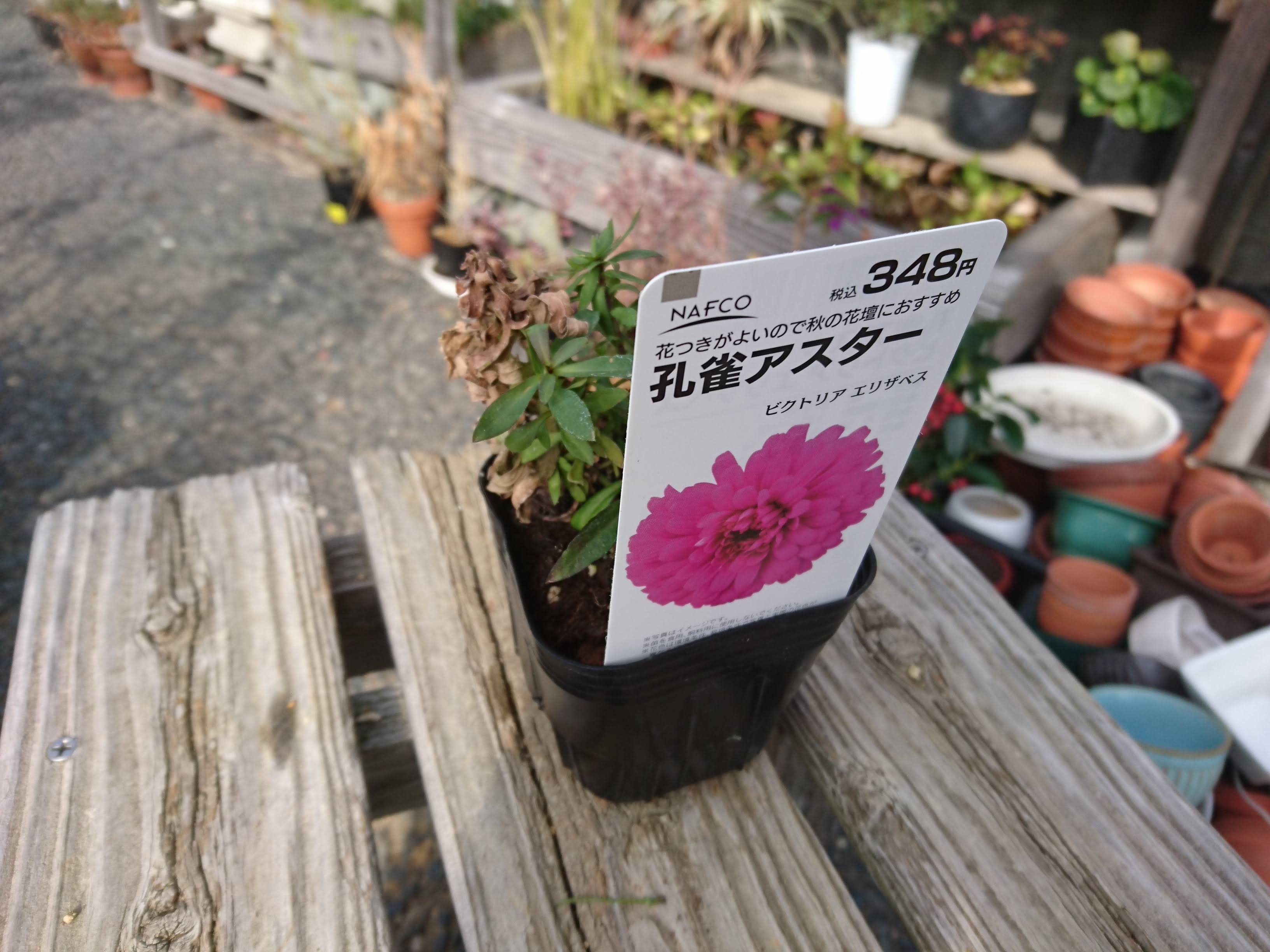 孔雀アスター ビクトリア エリザベス の育て方 鮮やかな八重咲きの花を楽しむ メダカの大工